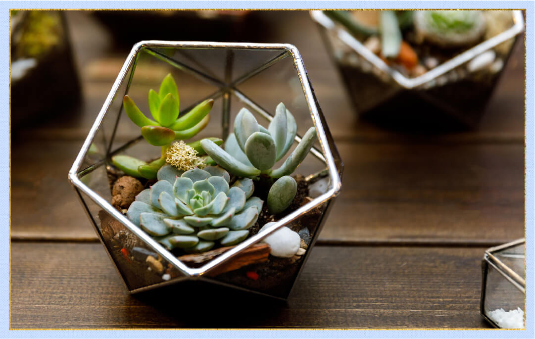 photo of succulents in indoor terrarium