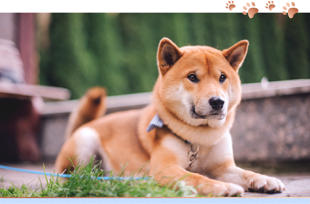 photo of japanese spitz laying on the grass